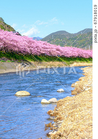 河津桜（河津町） 67918019