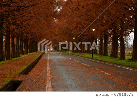 メタセコイア並木より 67918675