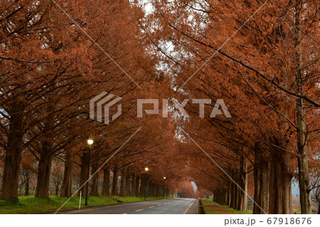 メタセコイア並木より メタセコイア並木より 67918676