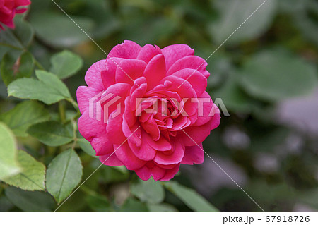 ディープピンクのイングリッシュローズ 67918726