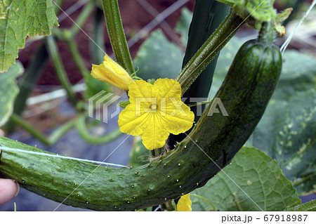 黄色いキュウリの花と食べごろの実。野菜、畑、家庭菜園、イメージ素材 67918987