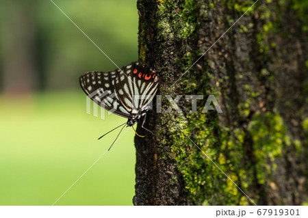 森のアゲハチョウ 67919301