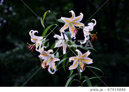 山百合 山百合 67919886