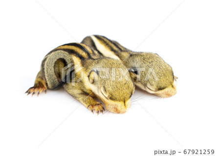 Baby himalayan striped squirrel. Animals. 67921259