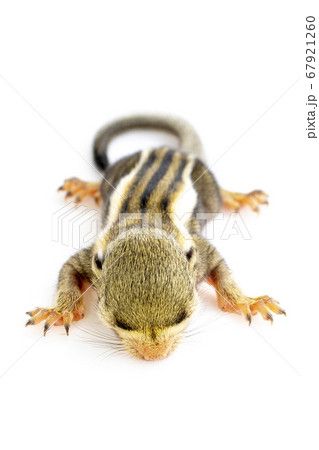 Baby himalayan striped squirrel. Animals. Baby himalayan striped squirrel. Animals. 67921260
