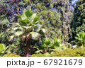 Beautiful view of green plants in the park flowers arbors and green palm trees. Beautiful green natural backgrounds. 67921679