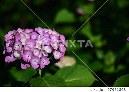 紫陽花 67921868