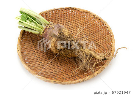 ルタバガ ルタバガ 67921947