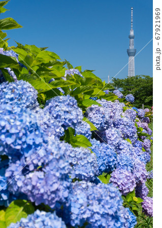 6月東京 東京スカイツリーと旧中川沿いの紫陽花の写真素材