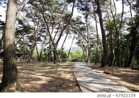 松 チョンリョンポ 風景 67922159