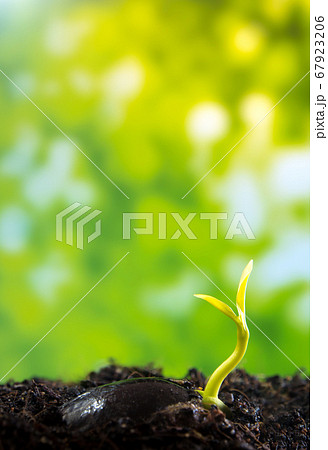Bud leaves of young plant seedling in forest Bud leaves of young plant seedling in forest 67923206