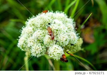Bugs mating on Viburnum Dentatum in Ireland 67923271