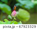 ハスに止まるカワセミ 67923329