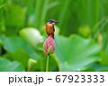 ハスに止まるカワセミ 67923333
