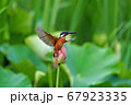 ハスに止まるカワセミ 67923335