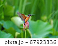 ハスに止まるカワセミ 67923336