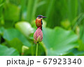 ハスに止まるカワセミ 67923340