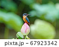 ハスに止まるカワセミ 67923342