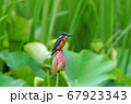 ハスに止まるカワセミ 67923343