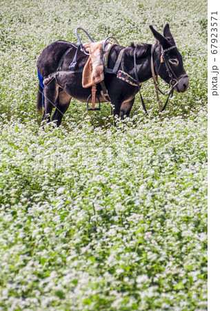 ソバ畑 そばの花 そば 67923571