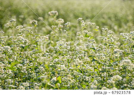 ソバ畑 そばの花 そば 67923578