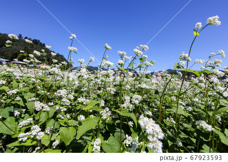 ソバ畑 そばの花 そば 67923593