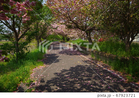 常陸北条駅跡と山桜 67923721