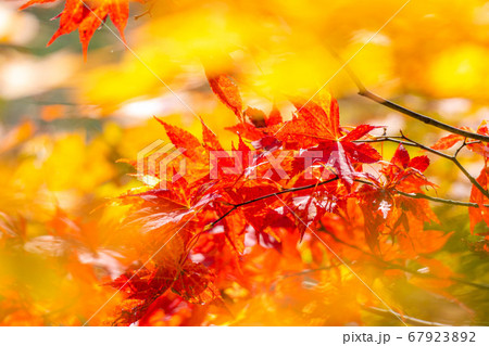 紅葉　もみじ　玉ボケ　高瀬渓谷　【長野県】 67923892