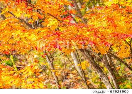 紅葉 もみじ 玉ボケ 高瀬渓谷 【長野県】 紅葉 もみじ 玉ボケ 高瀬渓谷 【長野県】 67923909