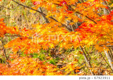 紅葉　もみじ　玉ボケ　高瀬渓谷　【長野県】 67923911
