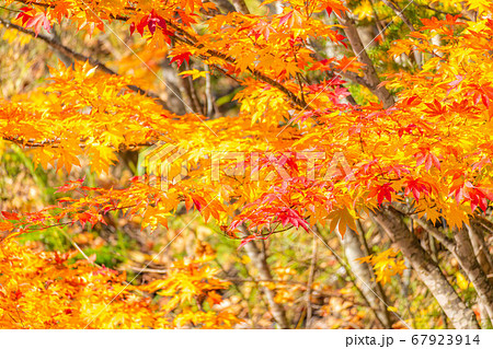 紅葉　もみじ　玉ボケ　高瀬渓谷　【長野県】 67923914