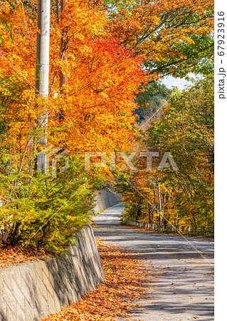 紅葉　もみじ　玉ボケ　高瀬渓谷　【長野県】 67923916