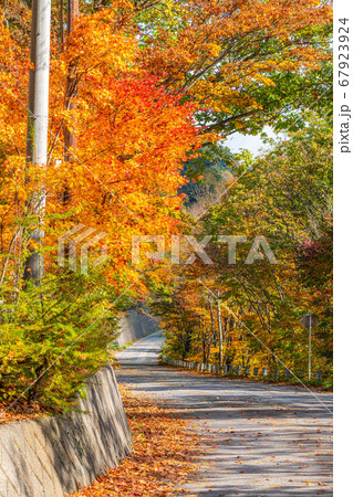 紅葉　もみじ　玉ボケ　高瀬渓谷　【長野県】 67923924