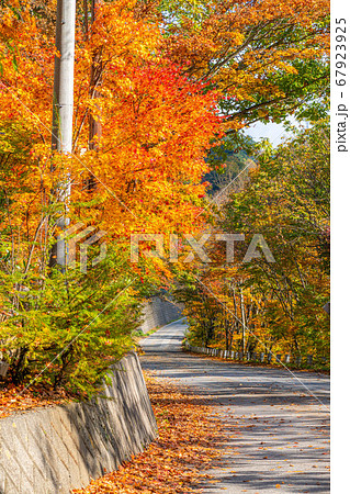 紅葉 もみじ 玉ボケ 高瀬渓谷 【長野県】 紅葉 もみじ 玉ボケ 高瀬渓谷 【長野県】 67923925