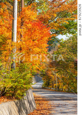 紅葉　もみじ　玉ボケ　高瀬渓谷　【長野県】 67923926