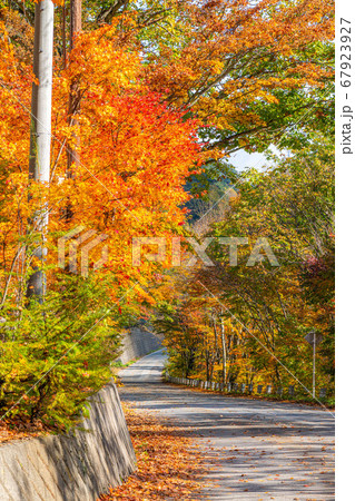 紅葉　もみじ　玉ボケ　高瀬渓谷　【長野県】 67923927