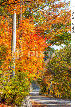紅葉 もみじ 玉ボケ 高瀬渓谷 【長野県】 紅葉 もみじ 玉ボケ 高瀬渓谷 【長野県】 67923928