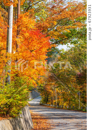 紅葉　もみじ　玉ボケ　高瀬渓谷　【長野県】 67923931