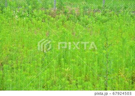 休耕田のオオアレチノギク 67924503