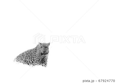 wild leopard or panther or panthera pardus fusca in isolated white background 67924770