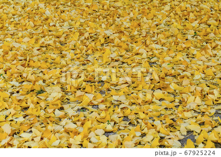 落葉した銀杏の黄葉 落葉した銀杏の黄葉 67925224