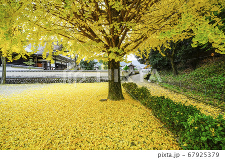 落葉が始まった銀杏の木 奈良橘寺の西側 の写真素材