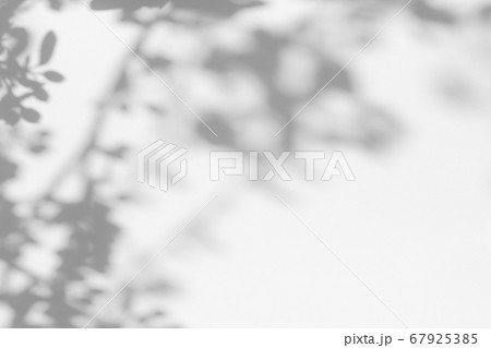gray shadow of leaves on a white wall 67925385