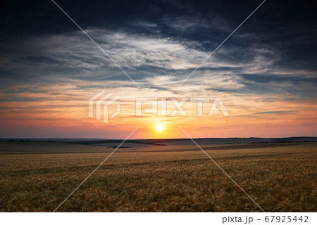 wheat field in a beautiful sunset, sunlight and 67925442