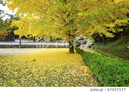 落葉が始まった奈良橘寺西側にある銀杏の木の写真素材