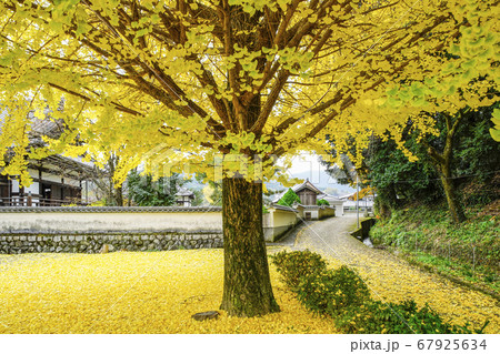 落葉が始まった奈良橘寺西側にある銀杏の木の写真素材