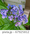 自然 葉 花 67925812