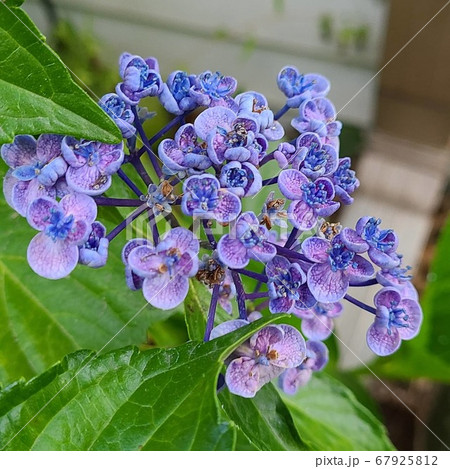 自然 葉 花 67925812