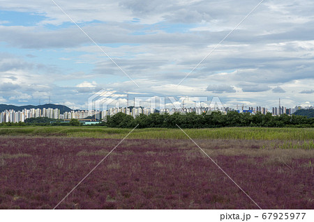 風景 生態公園 始興市 67925977