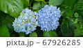 アジサイ 花びら 67926285